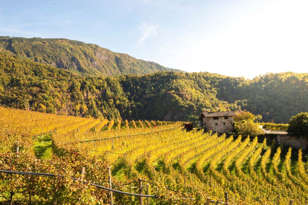 DoloViniMiti e la verticalità del vino: paesaggi, tradizioni e terroir alpini DoloViniMiti e la verticalità del vino: paesaggi, tradizioni e terroir alpini