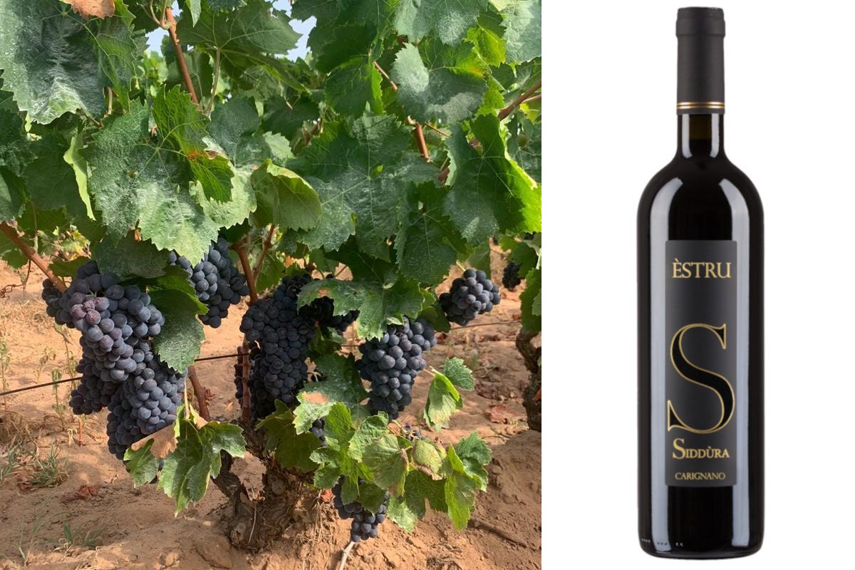 Estrù, nuovo vino di Siddùra dalle uve di Carignano Dalle cantine di Luogosanto ecco Èstru, il nuovo Carignano di Siddura