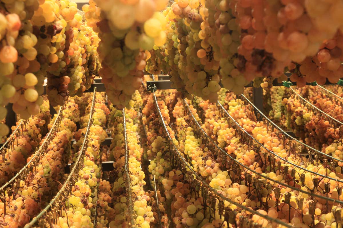 Alla scoperta delle denominazioni del vino del Canavese Alla scoperta delle denominazioni del vino del Canavese