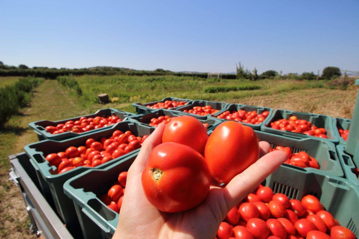 Il Molise esiste, eccome. Viverlo nell'agriturismo Essentia lo rende speciale