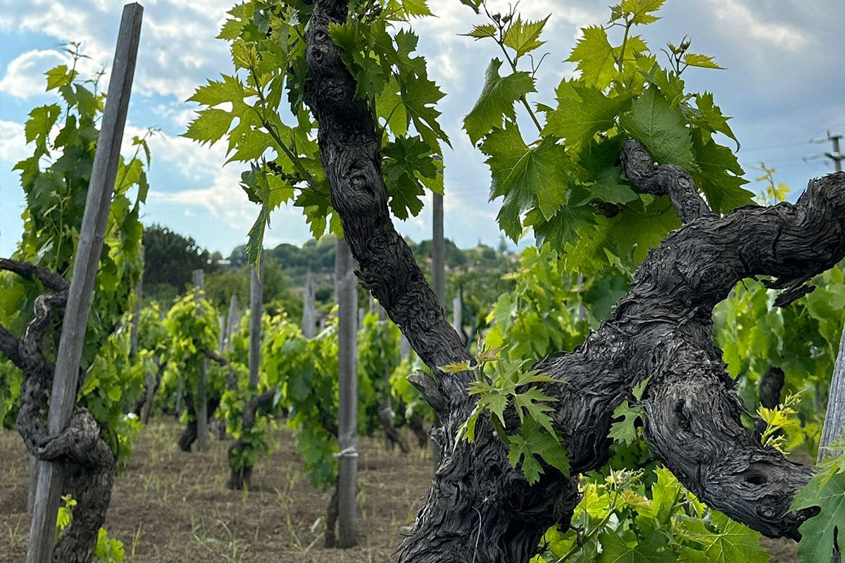 L'Etna e [l’eruzione] qualitativa dei suoi vini. Esplodono i bianchi e le bollicine