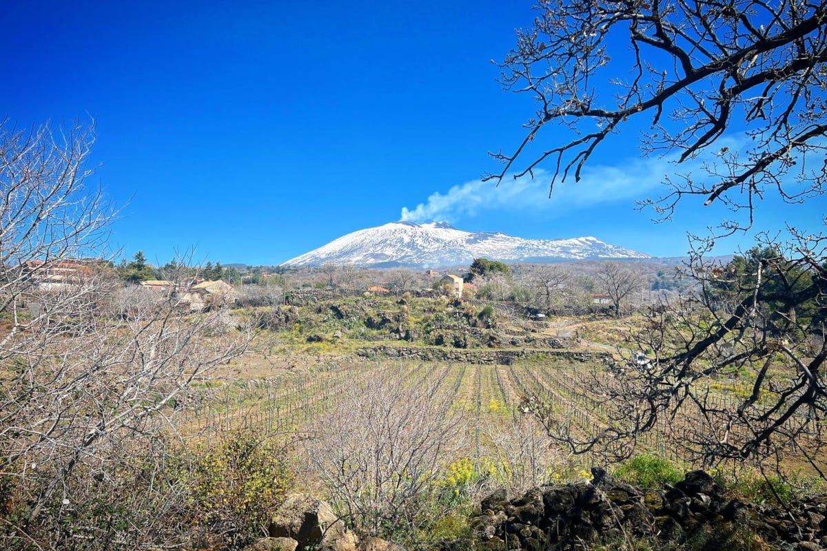 Vini biologici, il record dei vigneti alla Doc Etna 
