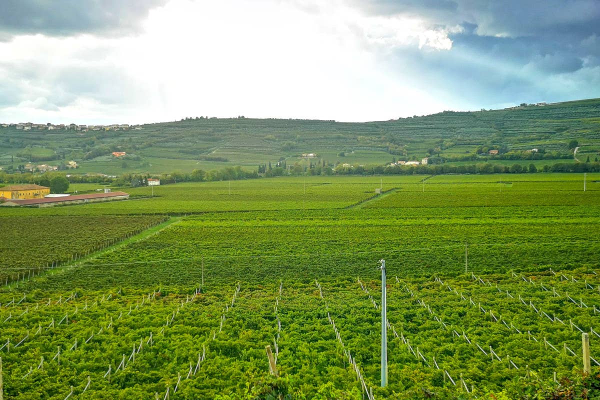 I vigneti Ecco l'Amarone di Falezze