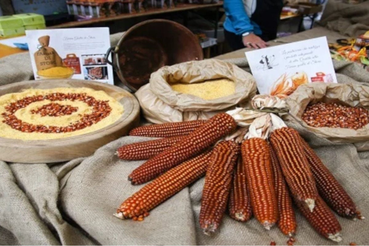 Il Granoturco Nostrano di Storo è una varietà locale di mais di alta qualità, chiamato anche “oro rosso di Storo” A Storo le