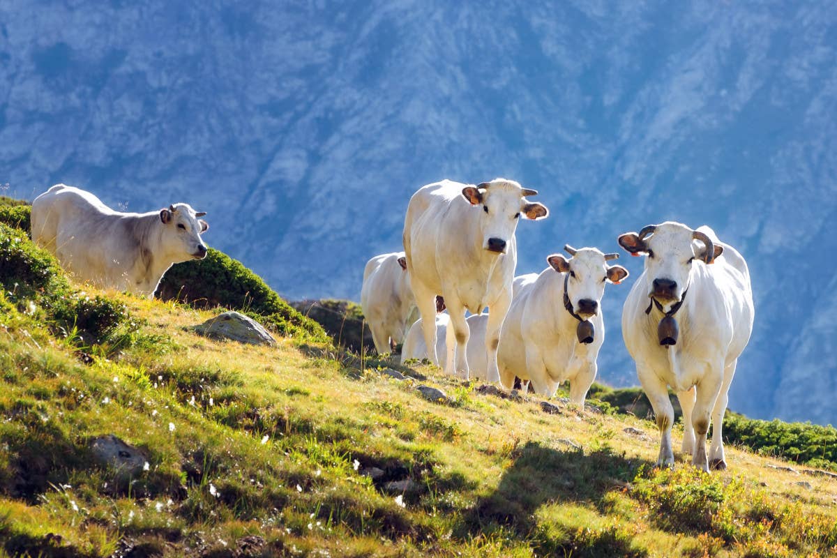 Carne: i segreti per sceglierla, cuocerla, salarla e ordinarla