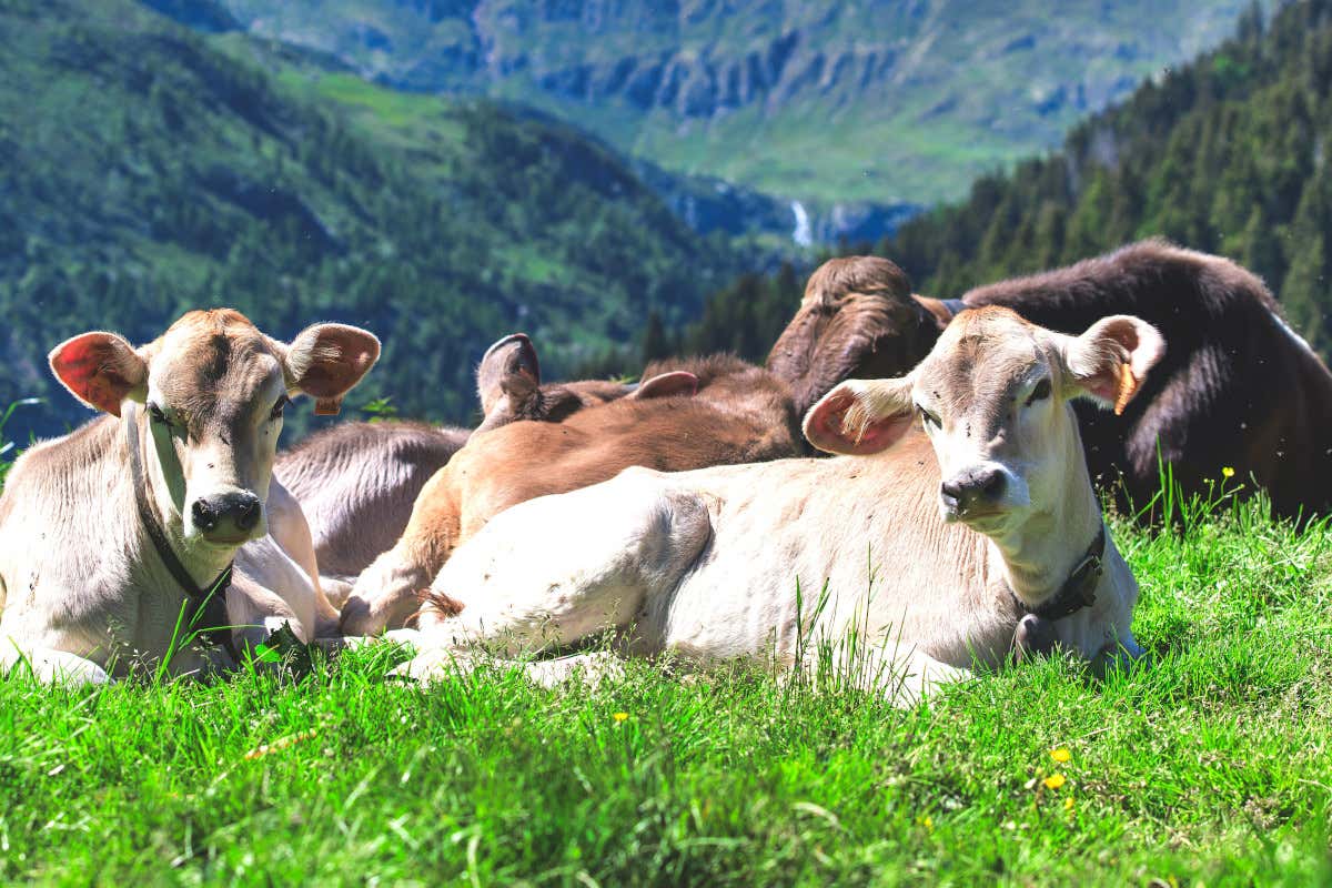 In Lombardia una domenica per scoprire il mondo delle fattorie In Lombardia una domenica per scoprire il mondo delle fattorie