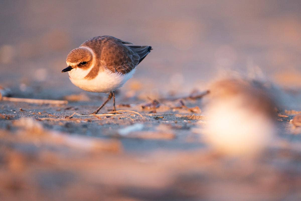 Tra la fauna tipica della zona del Tevere ci sono anche un gran numero di uccelli  