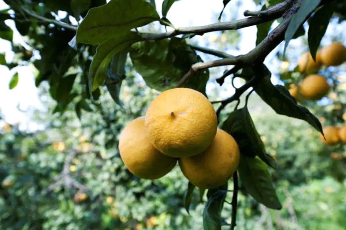 Campionato del Bergamotto: Felice Venanzi vince la sfida di valorizzare un prodotto 