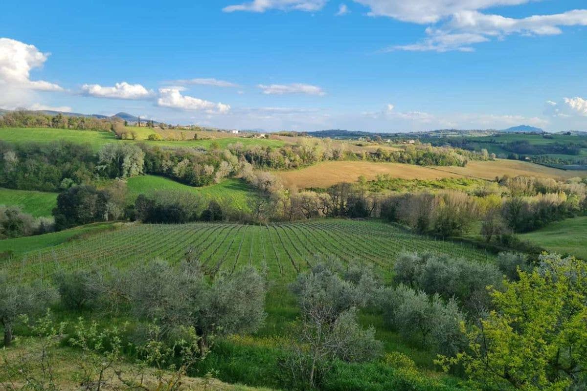 Cantine Etiche: nasce un nuovo progetto per valorizzare il vino umbro