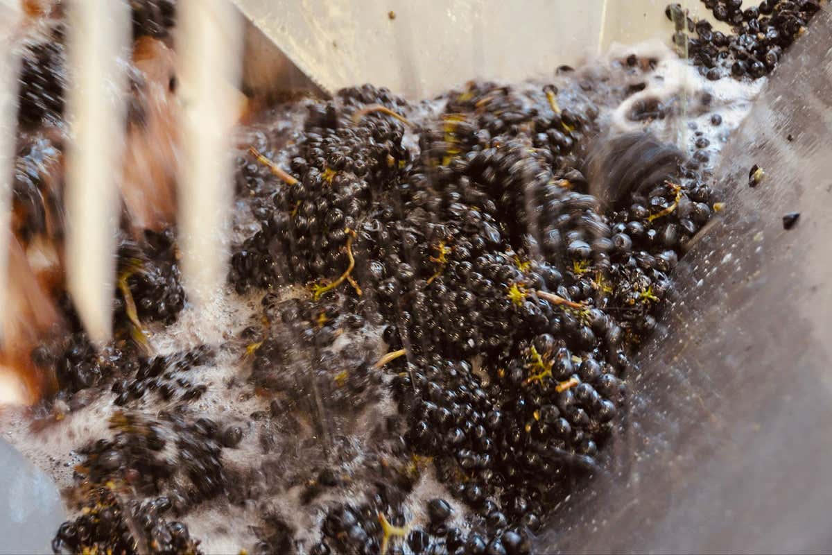 PN 1150, lo spumante che porta il Pinot Nero dove nessuno aveva il coraggio di arrivare PN 1150, lo spumante che porta il Pinot Nero dove nessuno aveva il coraggio di arrivare