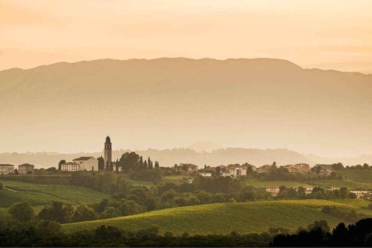 Masottina: vini di grande piacevolezza dal 1946