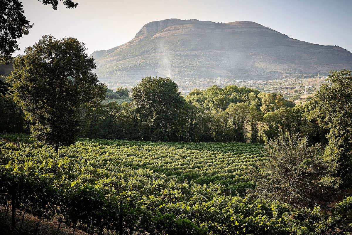 Da fotografa a regina del vino: chi è Silvia Imparato, la donna dietro il Montevetrano