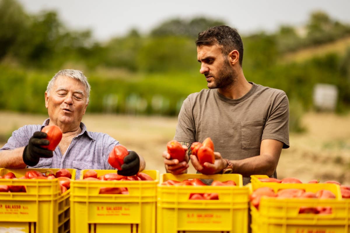 La selezione del Pomodoro Pera d'Abruzzo A “Fermenta” si racconta l'Abruzzo con la pizza