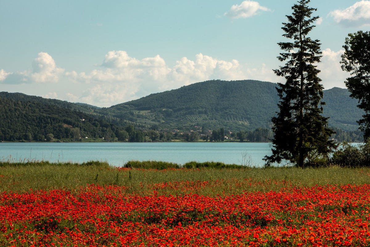 Festa del Tulipano 2024: la Primavera è rosé sulle sponde del Lago Trasimeno