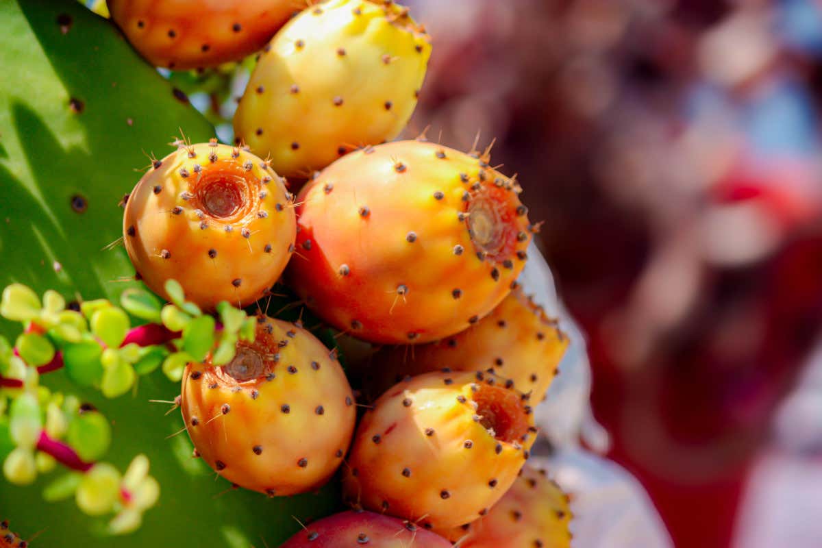 Fico d'India: cosa sapere su proprietà, benefici e valori nutrizionali Fico d'India: cosa sapere su proprietà, benefici e valori nutrizionali