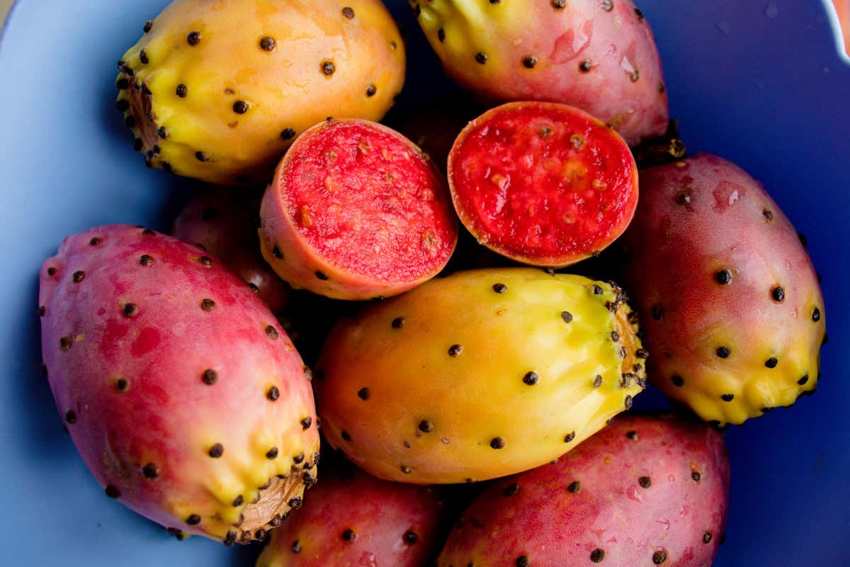 Fico d'India: cosa sapere su proprietà, benefici e valori nutrizionali Fico d'India: cosa sapere su proprietà, benefici e valori nutrizionali