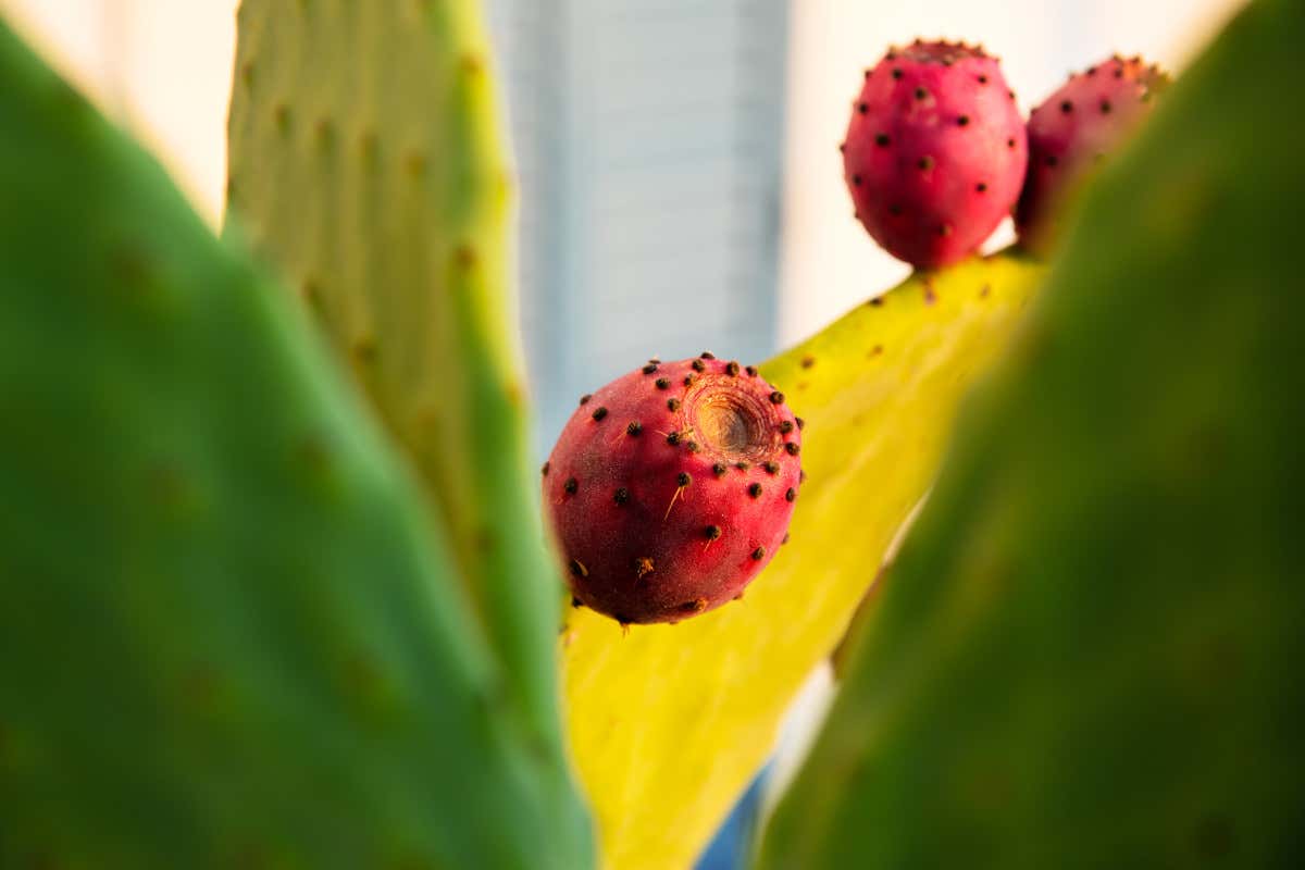 Fico d'India: cosa sapere su proprietà, benefici e valori nutrizionali Fico d'India: cosa sapere su proprietà, benefici e valori nutrizionali