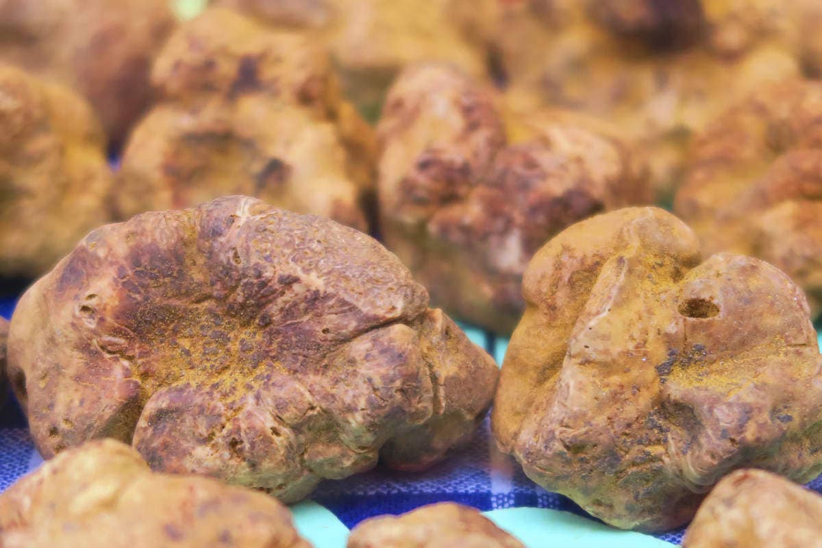 La tartuficultura è sicuramenteil futuro del tartufo.