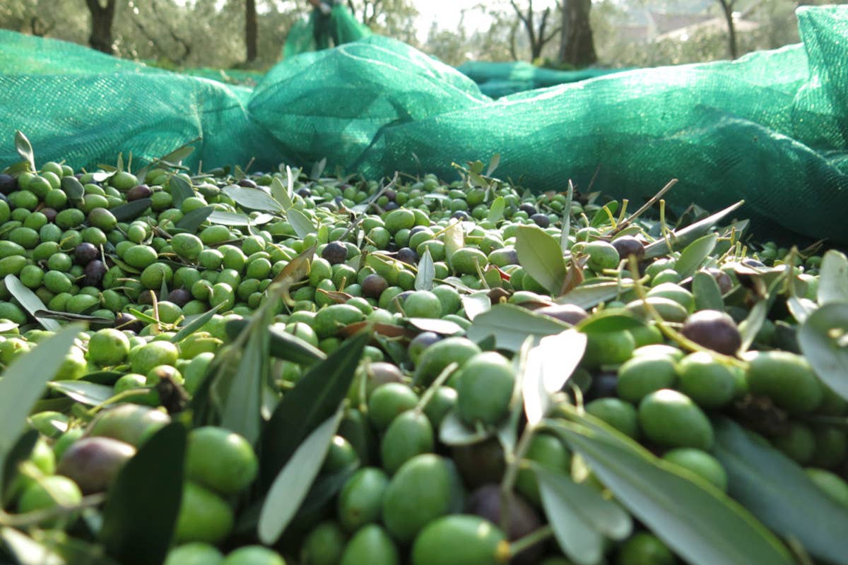 A Firenze arriva la prima fiera dedicata all'olio evo ultrapremium