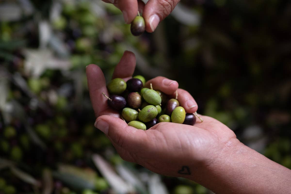 A Firenze arriva la prima fiera dedicata all'olio evo ultrapremium