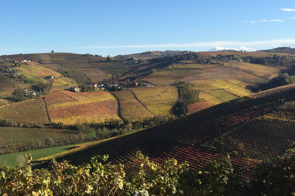 Un altro no (eccellente) ai vigneti di Barolo e Barbaresco sui versanti Nord