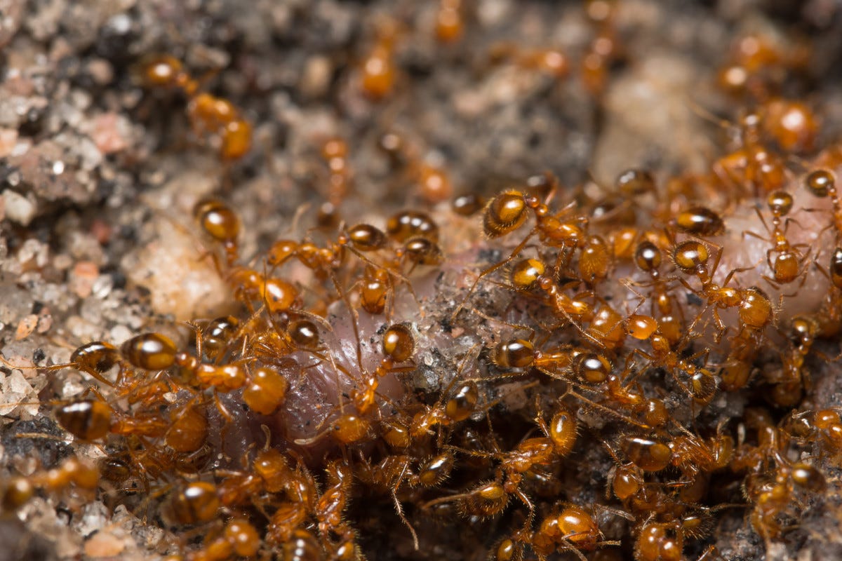 Dopo il granchio blu arriva la formica di fuoco che minaccia l'agricoltura