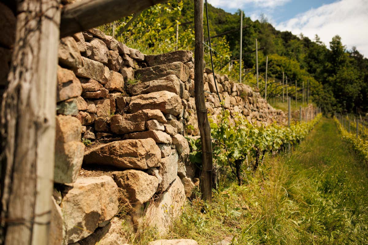 Val di Cembra, il territorio che plasma il Pinot Nero: il TrentoDoc che nasce a 700 metri