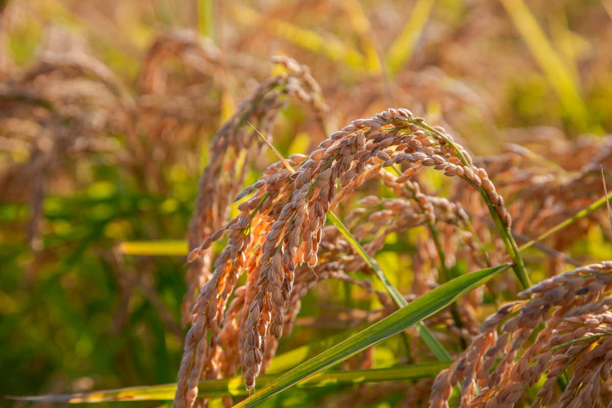 Lomellina Terra di Riso, nasce il marchio che unisce sette aziende