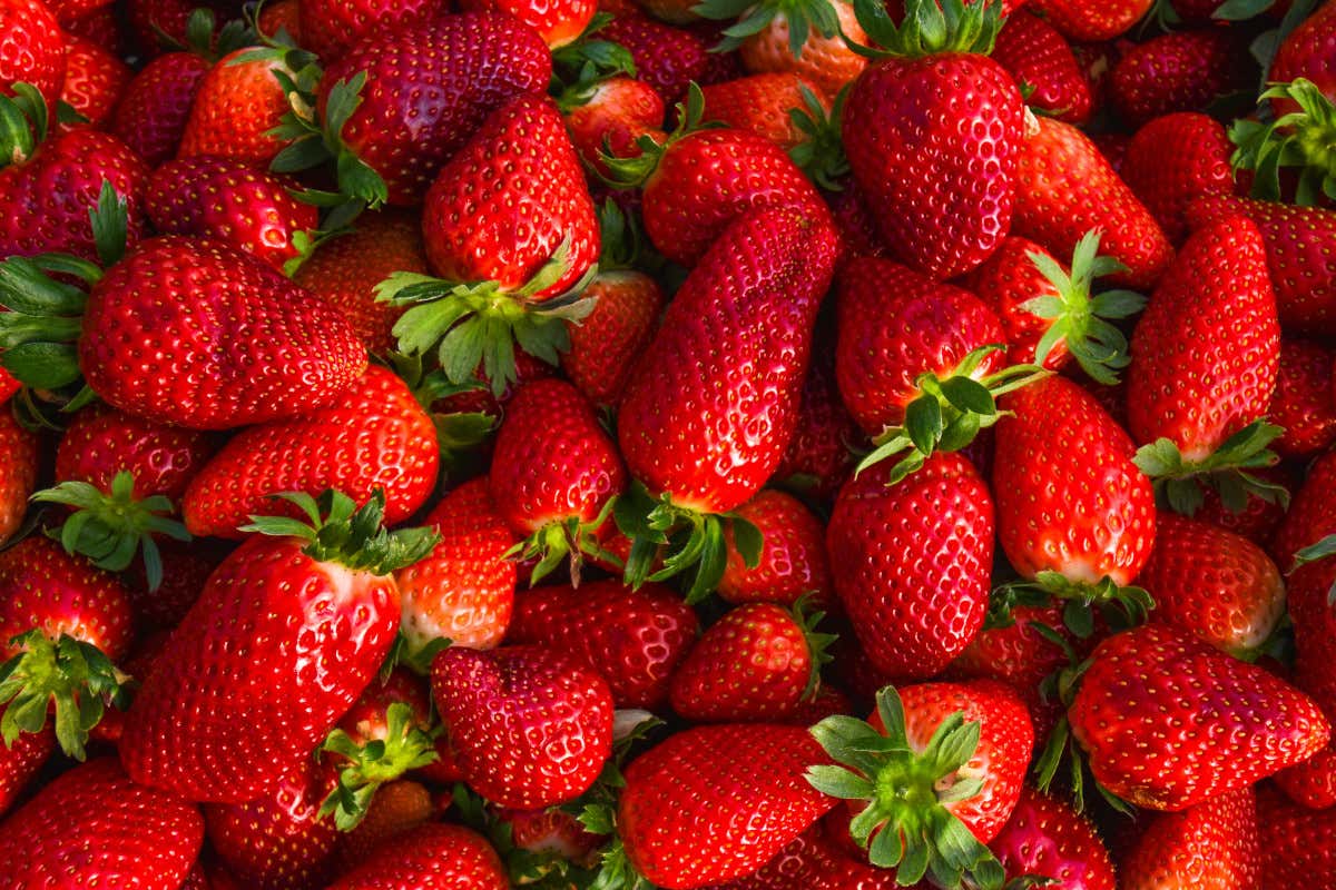 Tutti i benefici delle fragole: il frutto che aiuta cuore, vista e intestino Tutti i benefici delle fragole: il frutto che aiuta cuore, vista e intestino