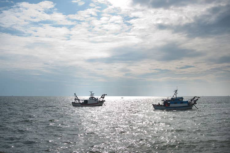 (Il futuro della pesca è la sostenibilità Nasce un progetto di filiera virtuosa)