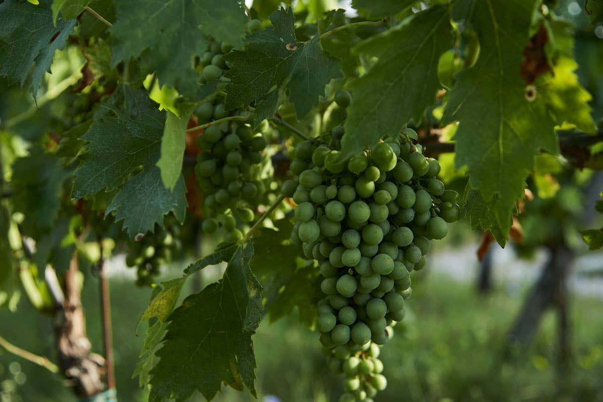 La Giuva, un equilibrio perfetto tra modernità e rispetto per le radici del vino