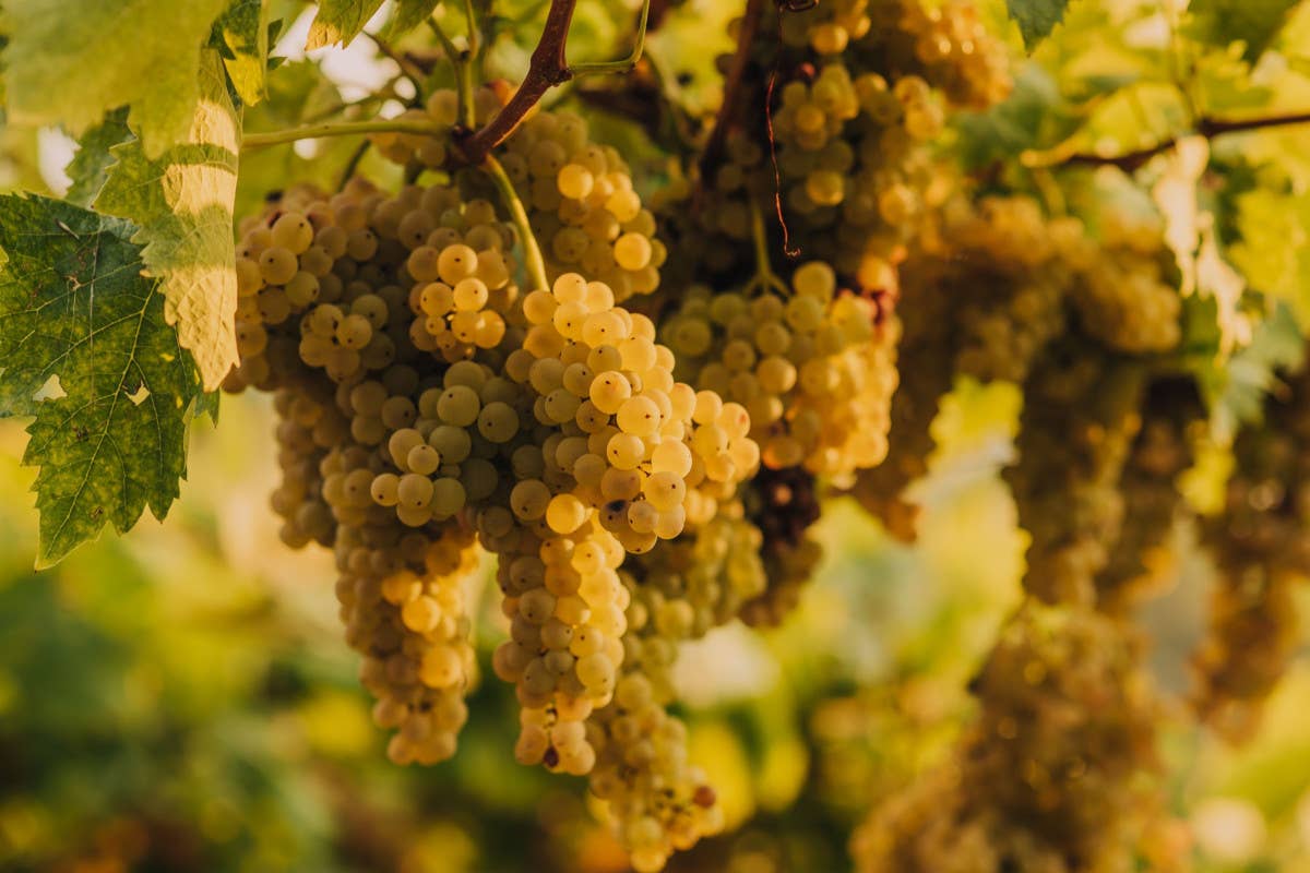 Tour alla scoperta del cuore vulcanico della Garganega