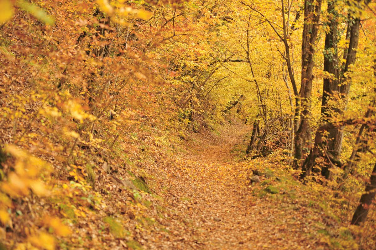 Un autunno fra benessere e gusto in Val Ridanna al Gassenhof di Racines Un autunno fra benessere e gusto in Val Ridanna al Gassenhof di Racines