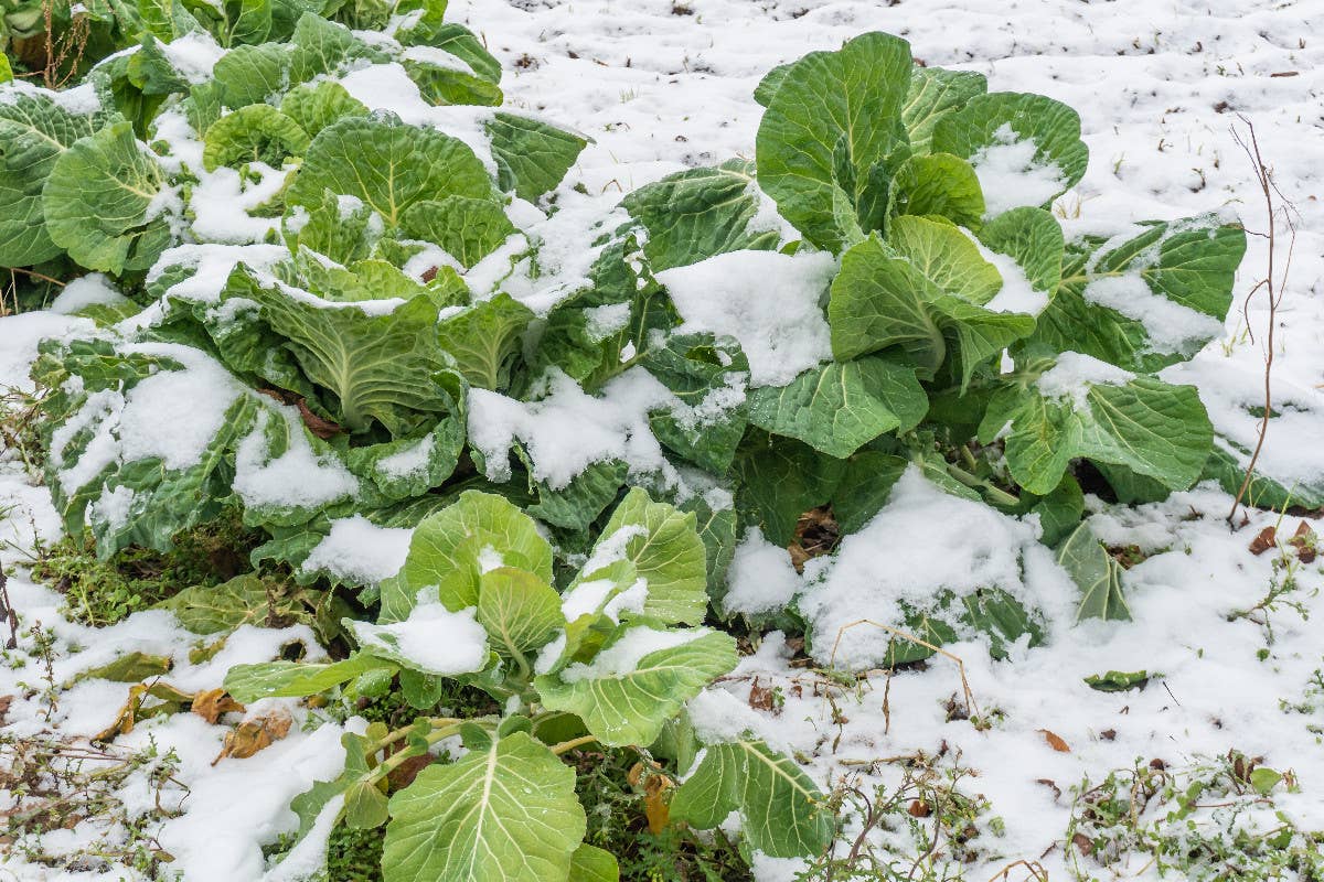 L’arrivo del maltempo con freddo e gelo notturno rischia di bruciare fiori e gemme di piante e alberi Maltempo e gelo notturno campi e spesa in emergenza