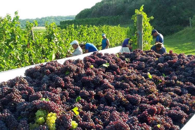 (Patto Genagricola-Cooperativa Capodardo porta nei vigneti giovani in difficolt&agrave;)
