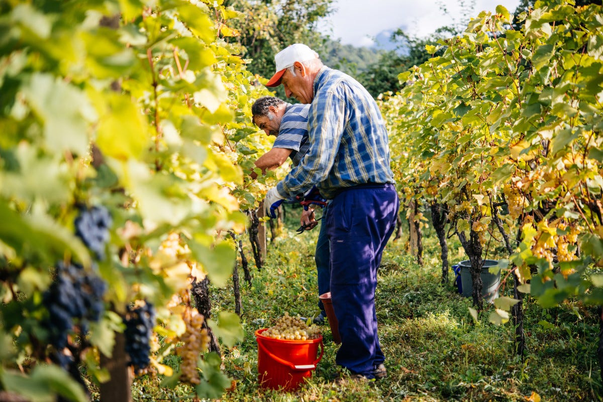 Alla scoperta del vino georgiano, una storia millenaria patrimonio dell'umanità