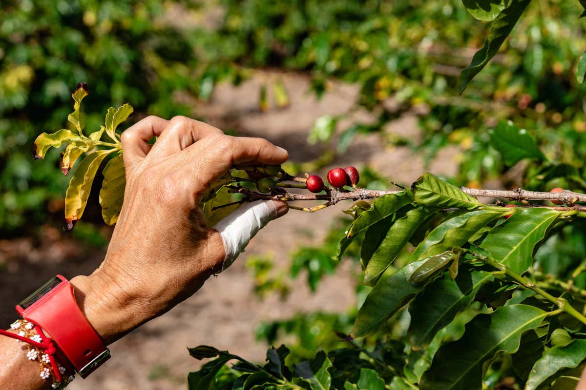 Spenderesti 50 euro per un caffè? Ad Aosta c’è un buon motivo per farlo Spenderesti 50 euro per un caffè? Ad Aosta c’è un buon motivo per farlo