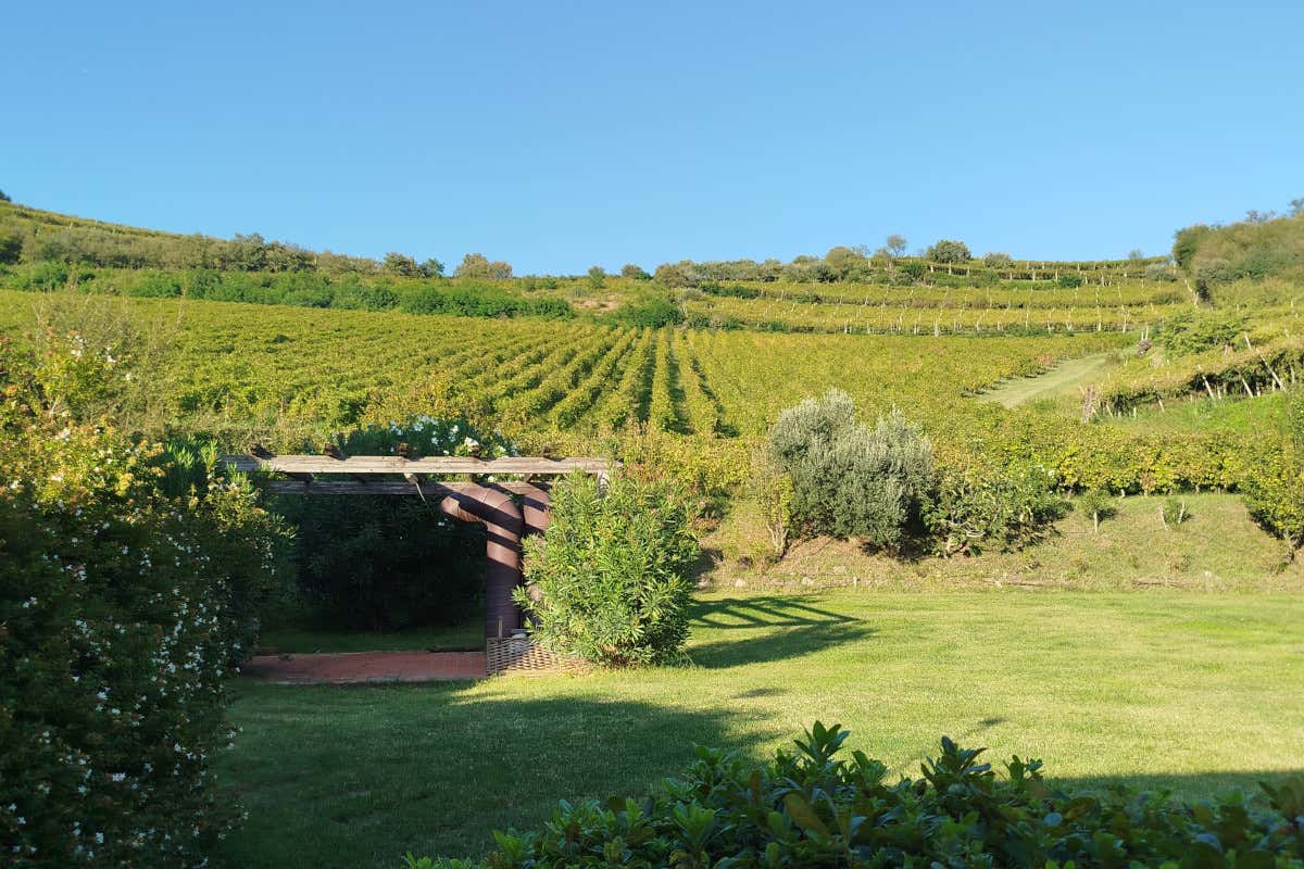 Monte Lessini, Soave e Colli Berici: i tre volti del vino di Gianni Tessari Monte Lessini, Soave e Colli Berici: i tre volti del vino di Gianni Tessari