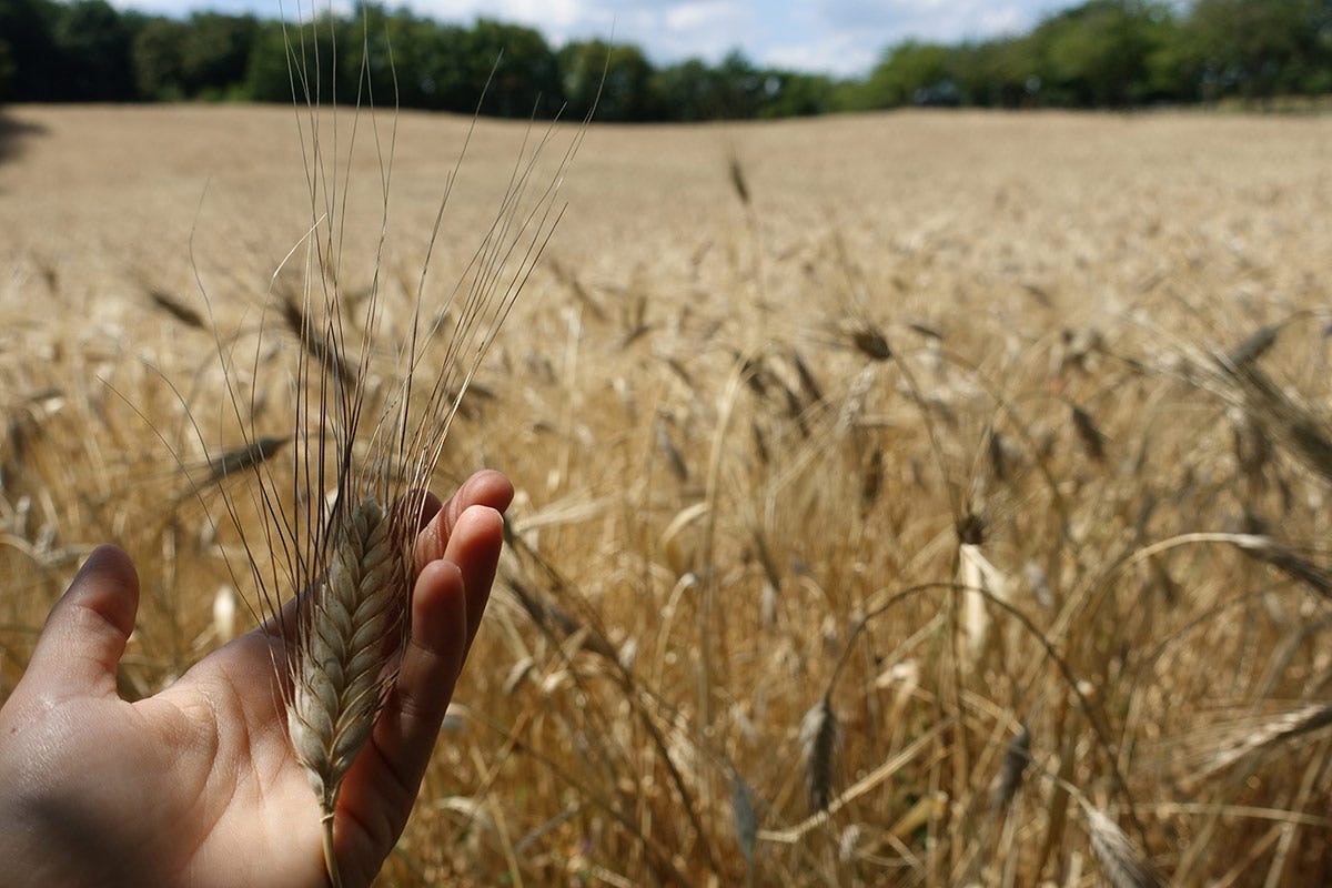 Il prezzo del grano sale ancora: aumentano anche mais e soia