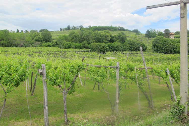 I vitigni di Erbaluce (Goccia d&rsquo;oro e Punto Zero Erbaluce svela i suoi gioielli)