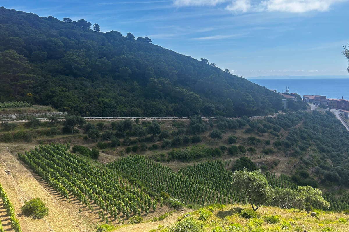 Gorgona Bianco 2023: vino solidale di Frescobaldi prodotto dai detenuti