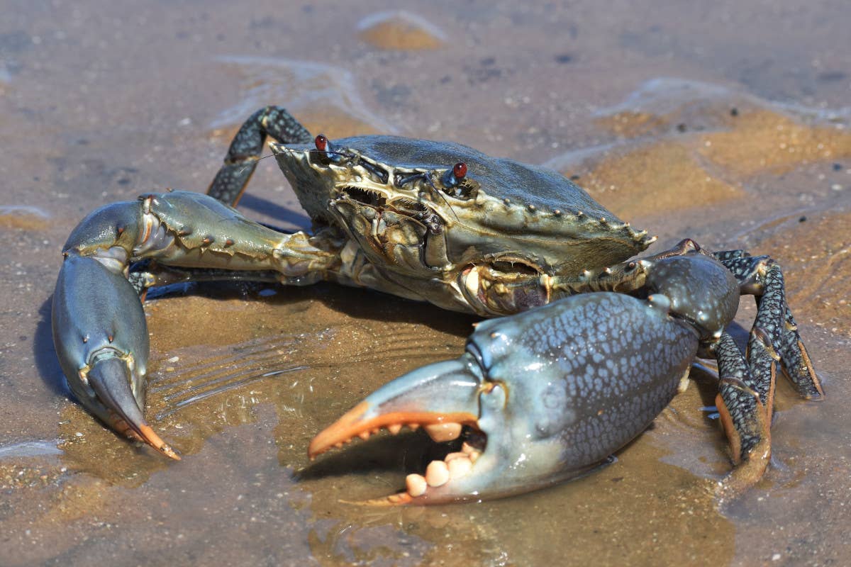 Granchio blu, per i pescatori stop di 24 mesi per il pagamento dei mutui