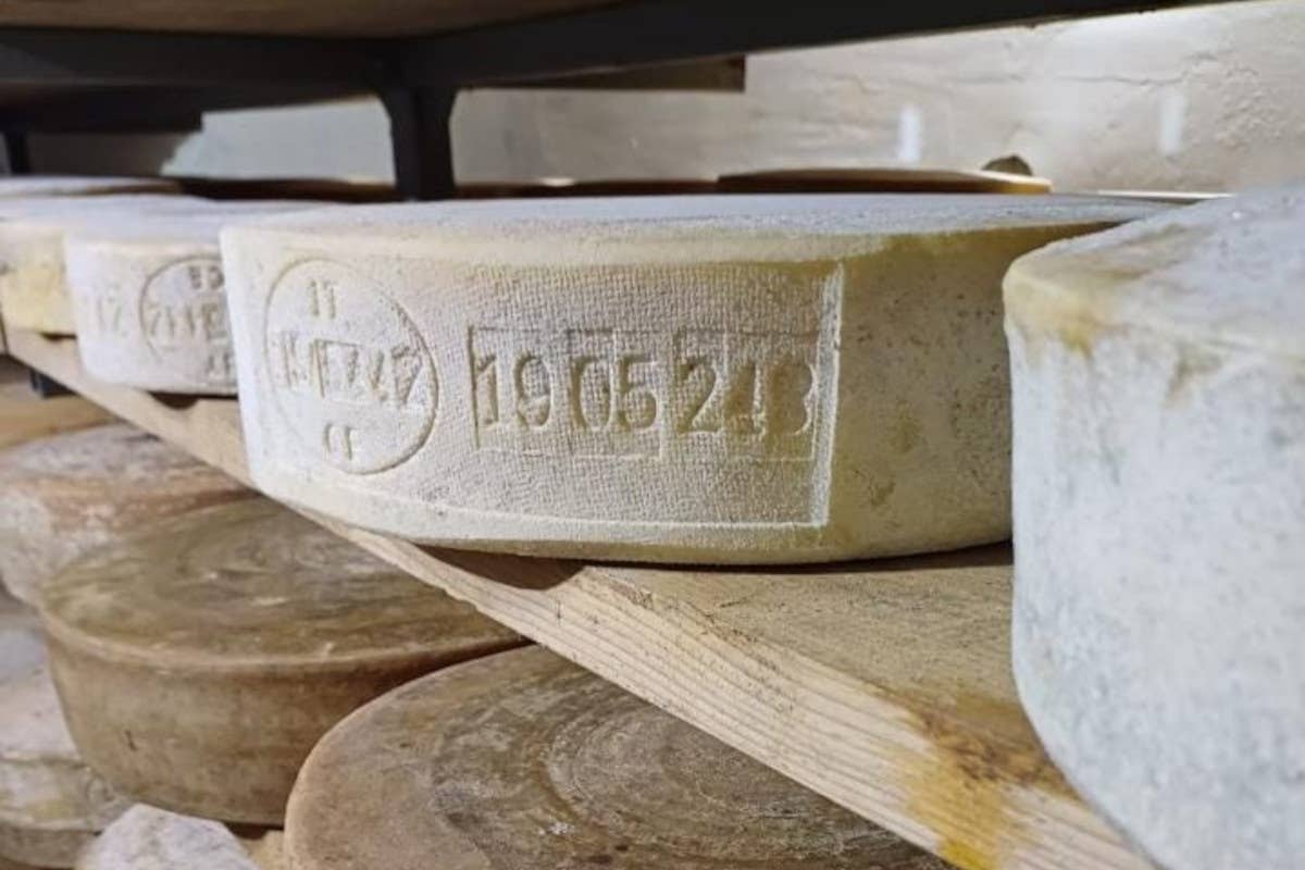 Guali: il formaggio di bruna alpina dalla Valle Camonica