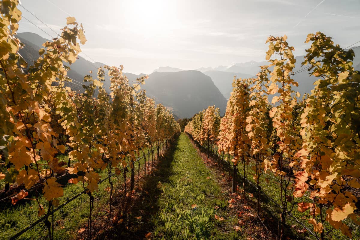 Hofstatter, il pioniere del Pinot Nero in Alto Adige, guarda ai vini no alcol