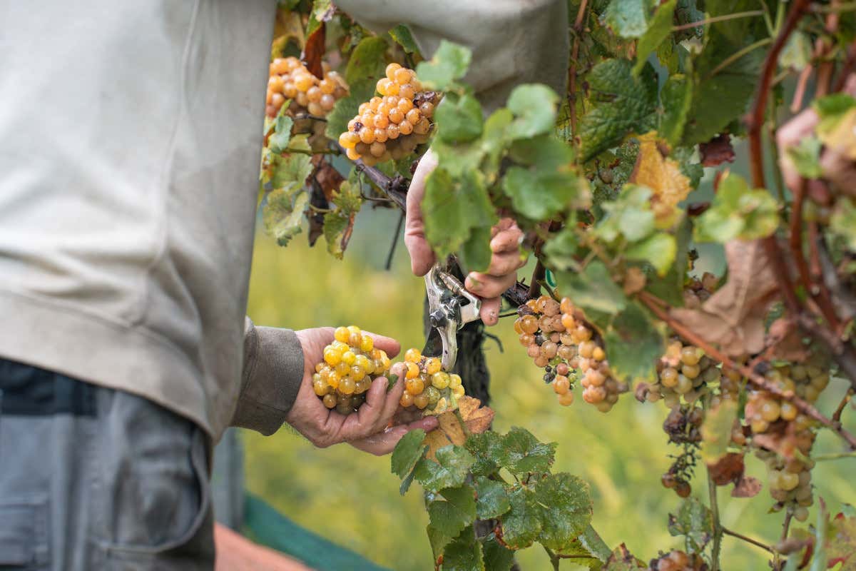 Versilia £$vs$£ Champagne: le bollicine di Ido Mariani “sfidano” la Maison Mondet Versilia £$vs$£ Champagne: le bollicine di Ido Mariani “sfidano” la Maison Mondet