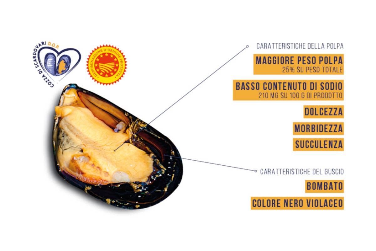 Le caratteristiche della cozza di Scardovari Dop Quando la cozza è Dop arriva in cucina