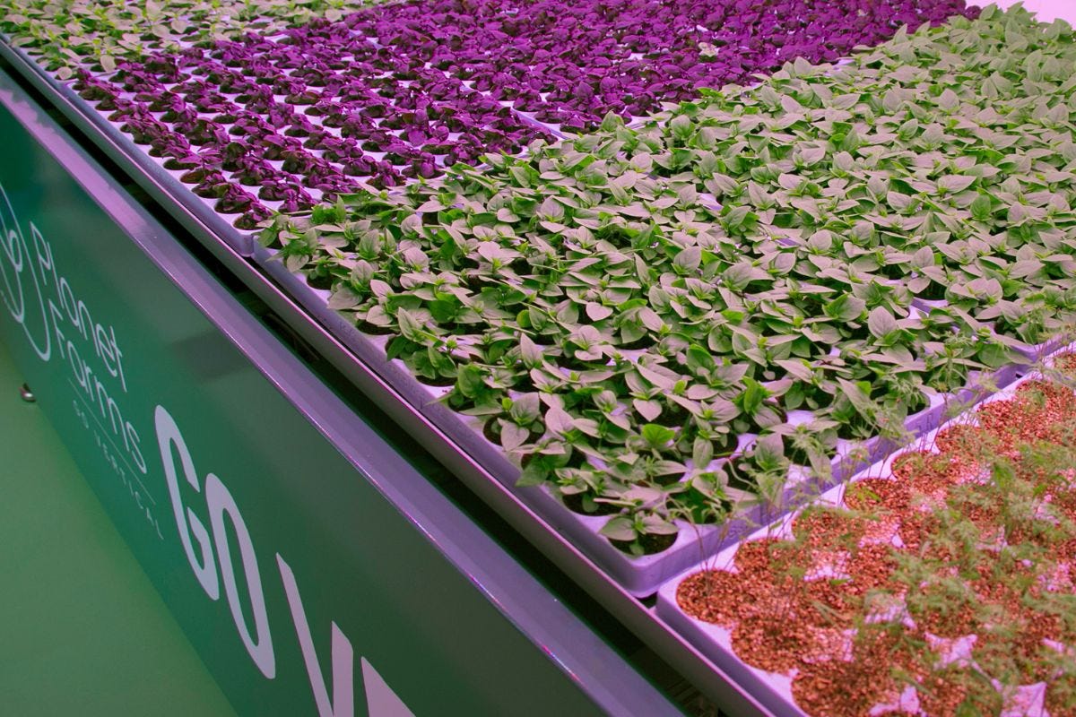 Planet Farms lancia le insalate e il pesto da agricoltura verticale
