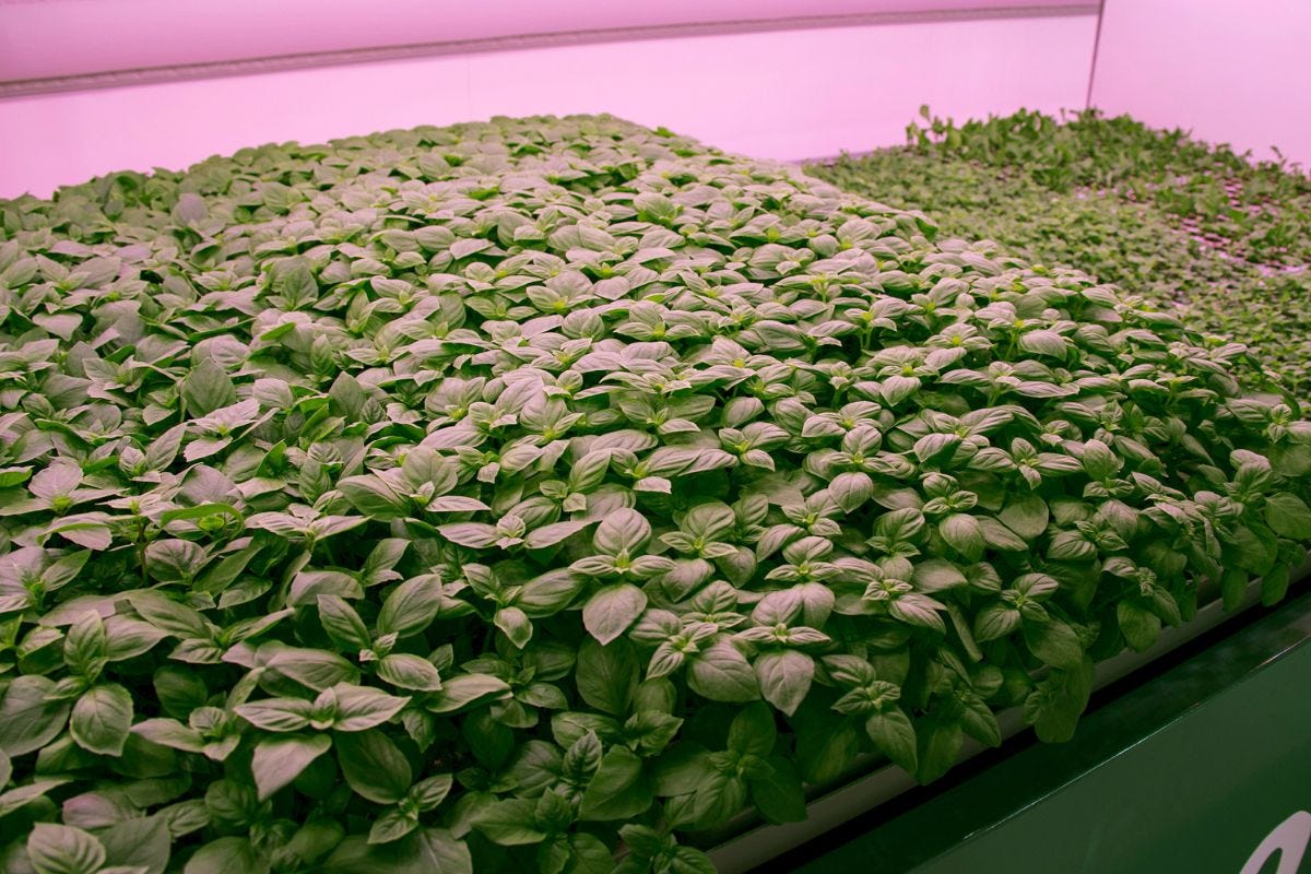 Planet Farms lancia le insalate e il pesto da agricoltura verticale
