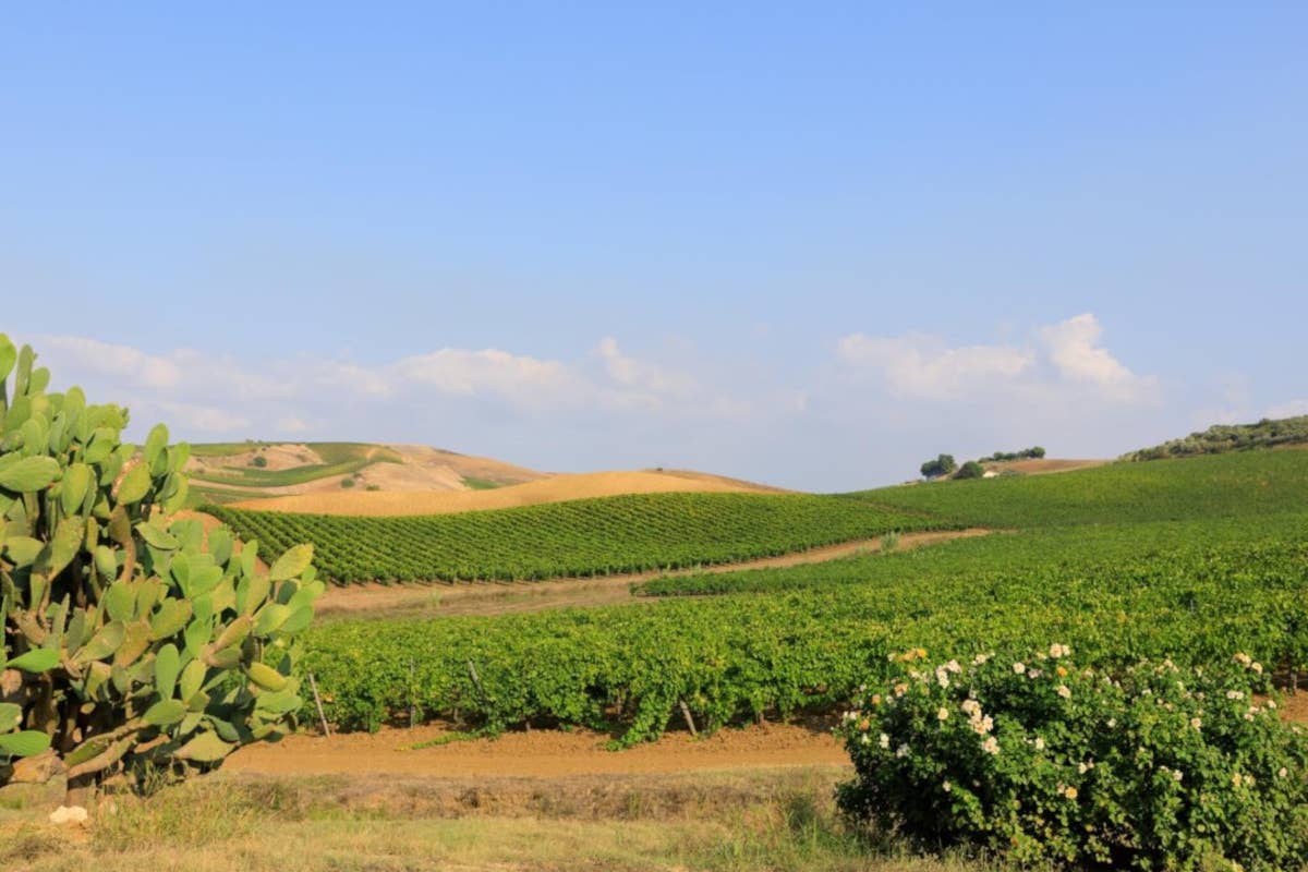 Insolia: un tesoro nascosto tra le colline siciliane che arriva dall'antichità