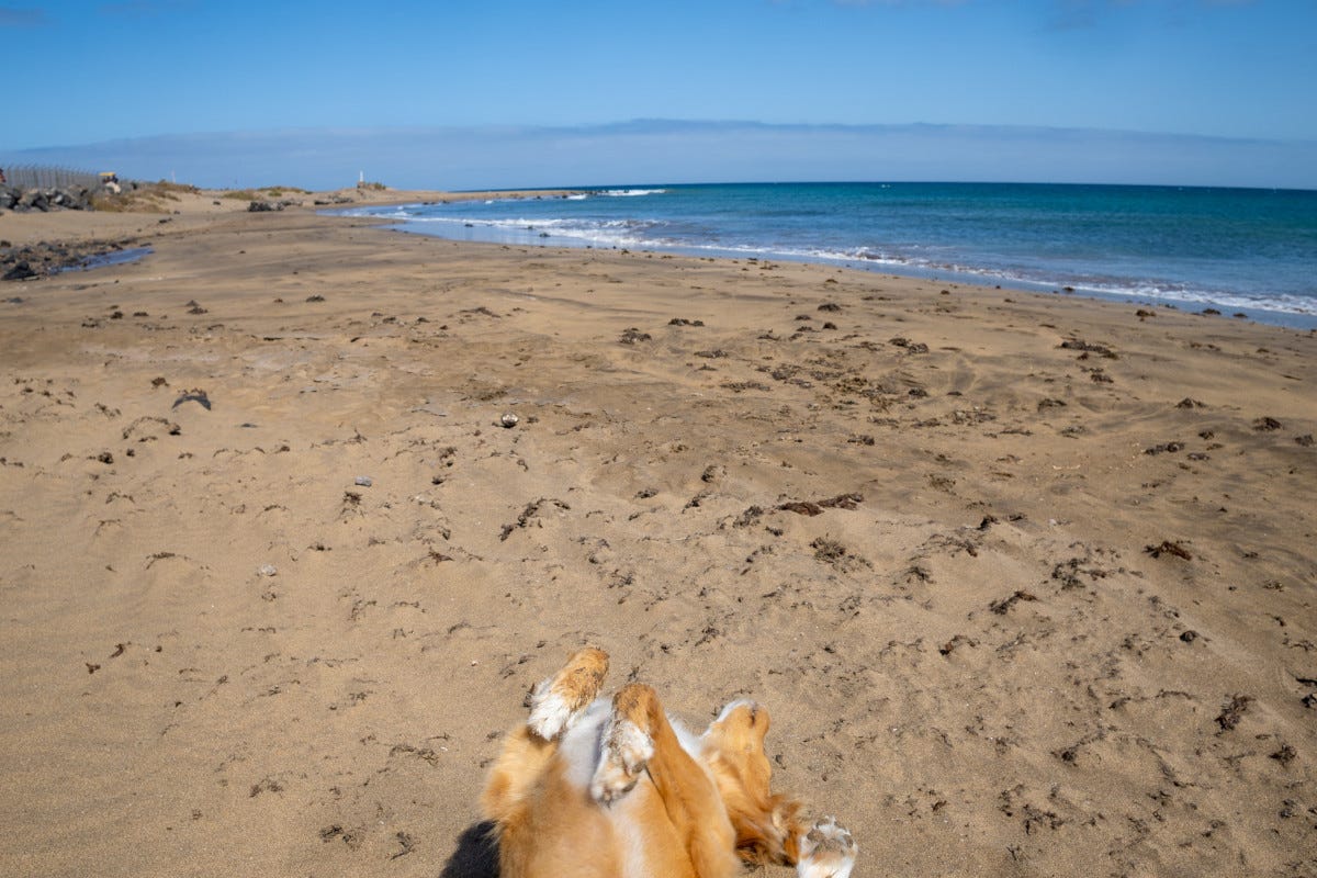 In vacanza col cane sulle spiagge delle spettacolari Isole Canarie